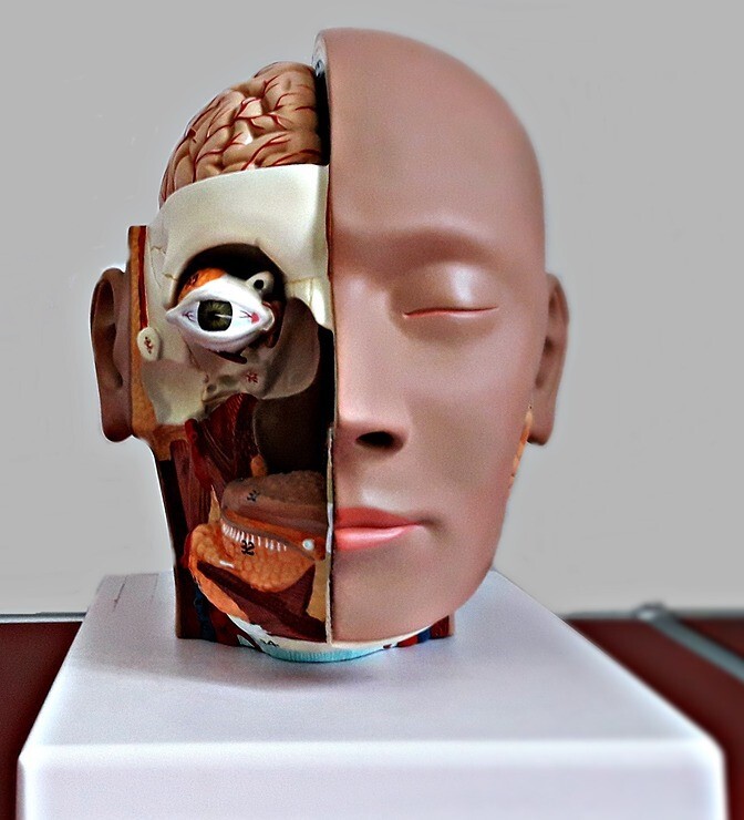 face-anatomy.jpg